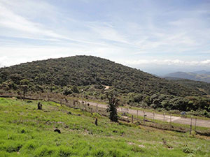Pidurutalagala Mountain peak and vicinity
